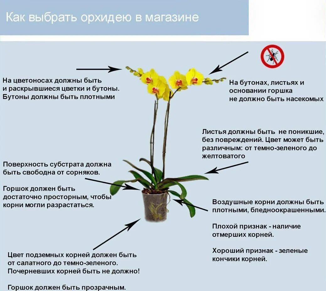 Орхидея фаленопсис отцвела. Строение листа фаленопсиса. Строение листа орхидеи фаленопсис. Как отличить орхидею