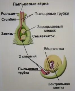 Рассмотри схему двойного оплодотворения