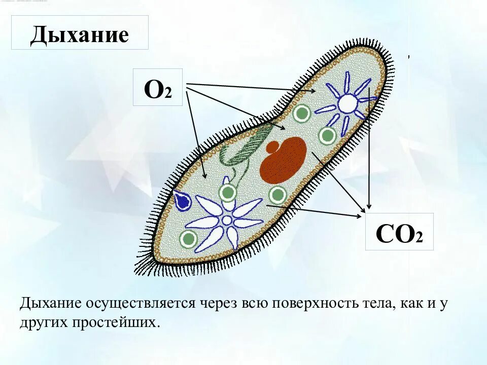 Через поверхность. Инфузория туфелька дыхание. Дыхание инфузории туфельки 7 класс. Дыхательная система инфузории. Дыхание инфузория туфелька 7 класс.