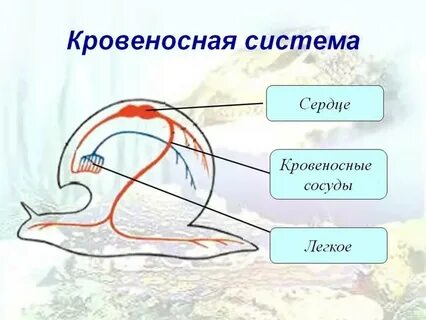 Вид кровеносной системы моллюсков