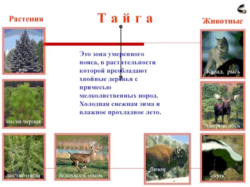 Лесная зона умеренного пояса с преобладанием хвойных. Леса умеренного пояса растительный мир. Растения и животные умеренного пояса. Растения в умеренном поясе. Животные и растения умеренных поясов.