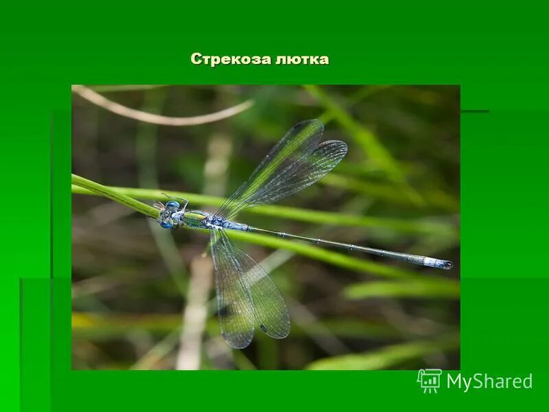 отряд стрекозы. стрекоза относится к группе. к какому типу относится стрекоза. стрекозы характеристика. представители отряда стрекозы 7 класс биология.