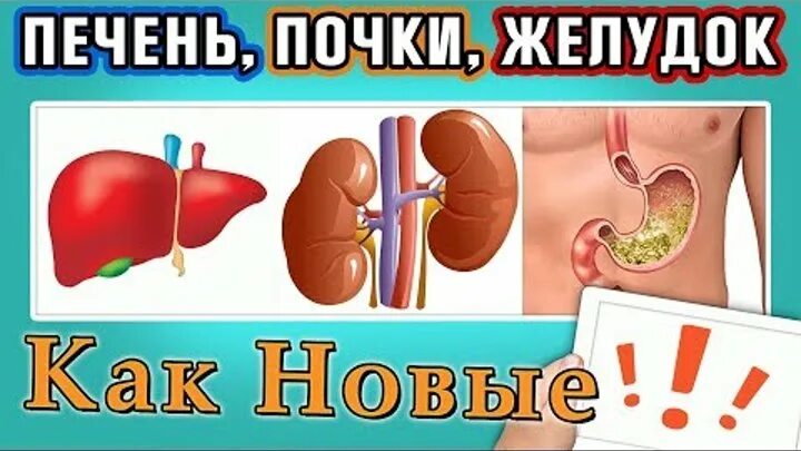 Селезенка (spleen; lien). Поражение печени и почек. Печень и почки расположение. Печень и почки. Острая печеночно-почечная недостаточность.