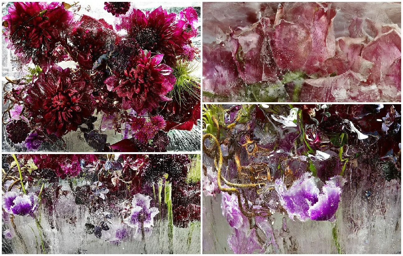 Можно ли заморозить цветы. Kenji Shibata. Кэндзи Сибата замороженные цветы.
