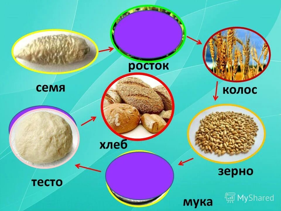 от зернышка до хлеба. путь зерна. путь от зернышка до хлеба. путь зерна. путь хлеба от зерна до стола для детей.