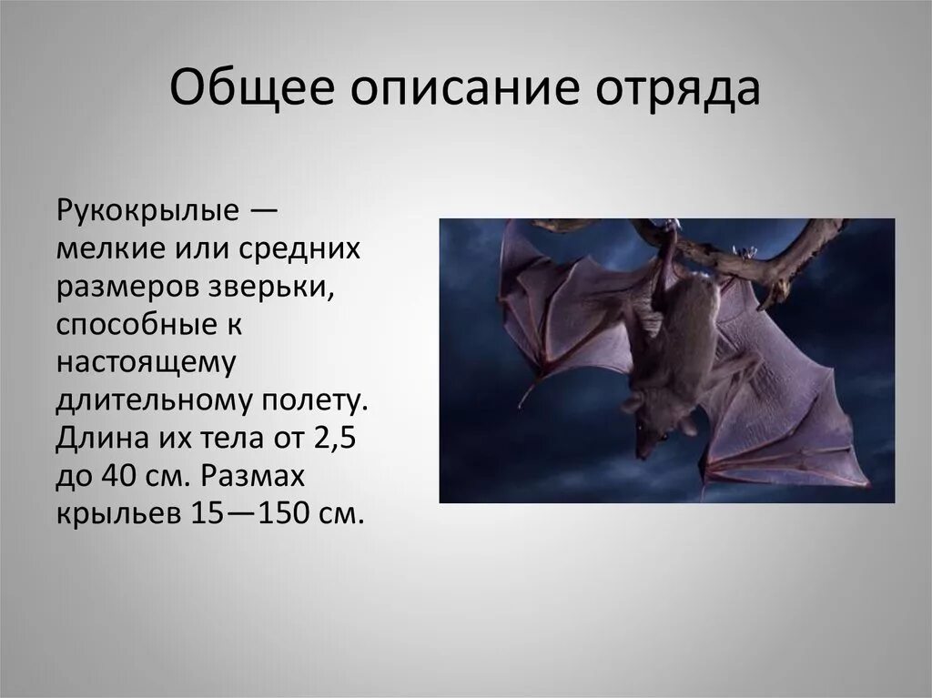 Текст летучая мышь 7 класс. Отряд рукокрылые 7 класс биология. Характеристика отряда рукокрылые биология 7 класс. Летучие мыши представители отряда рукокрылых. Общая характеристика млекопитающих отряда рукокрылых.