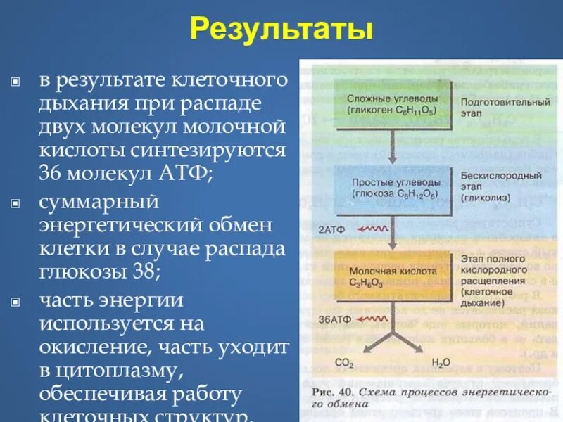 Расщепление атф какой фазе. Энергетический обмен схема. Этапы энергетического обмена схема. Клеточное дыхание схема этапов.