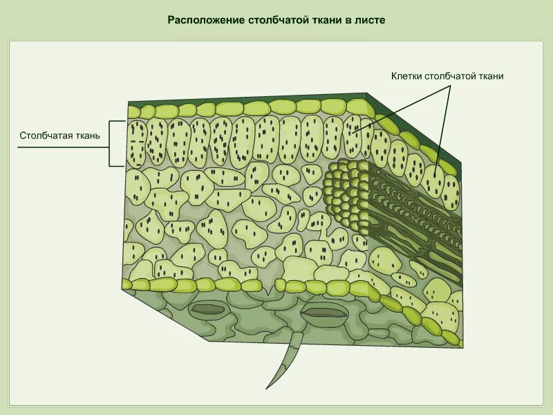 В жилках листа находится сверху. Покровная ткань кожица листа. Эпидермис листа строение рисунок. Строение клетки эпидермиса листа. Строение клетки кожицы листа.