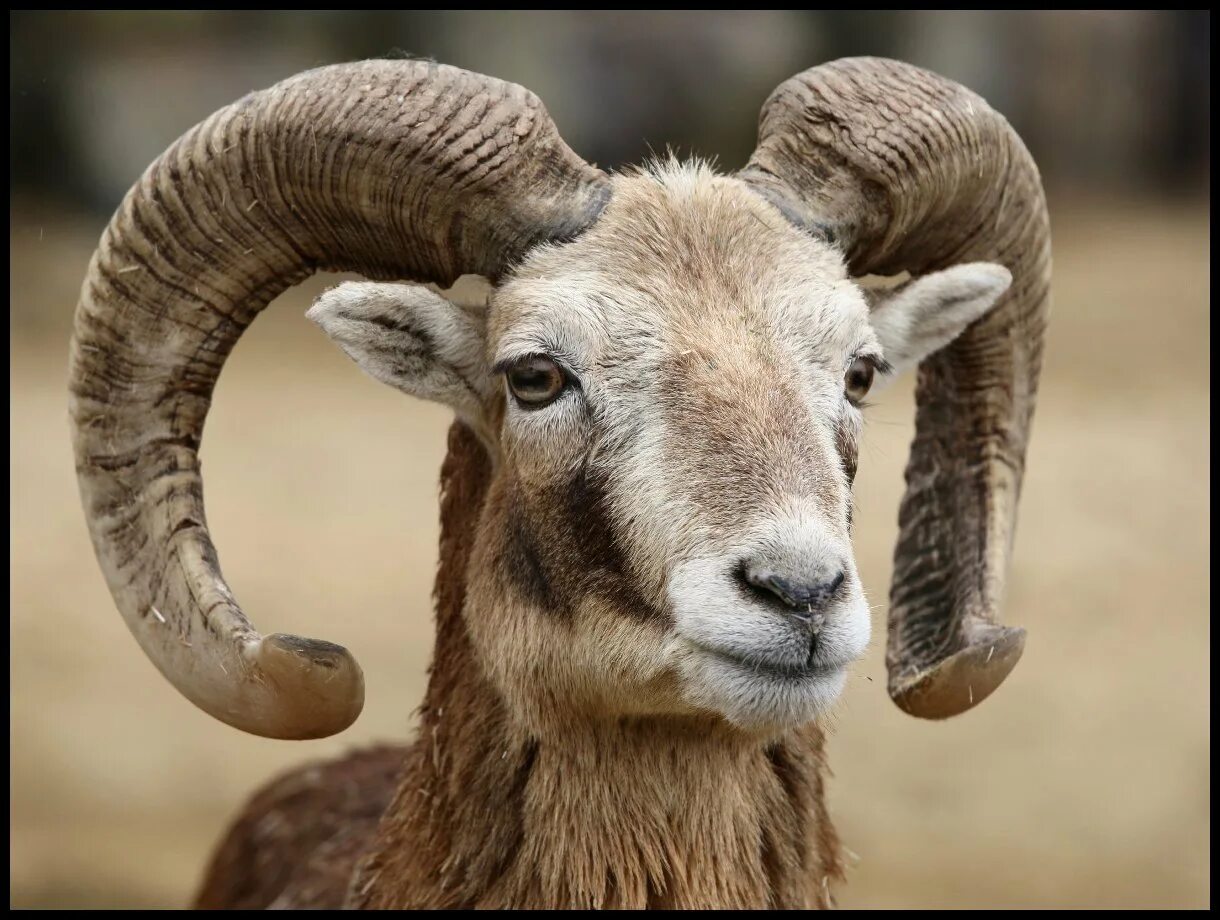 Муфлон крымский. Анатолийский муфлон. Муфлон. Муфлон. Муфлон.