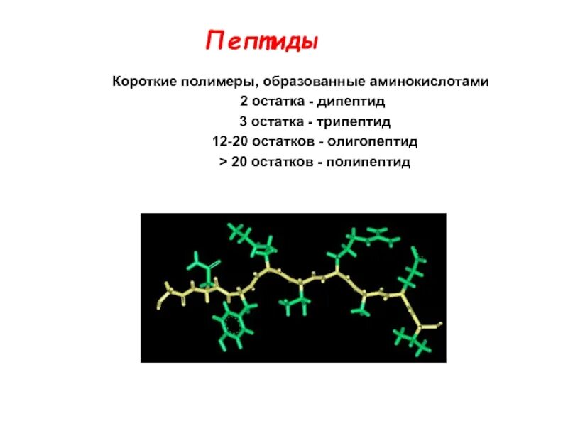 Полипептид в пище. Белки полипептиды. Полипептид полимер. Белок полимер. Короткие пептиды.