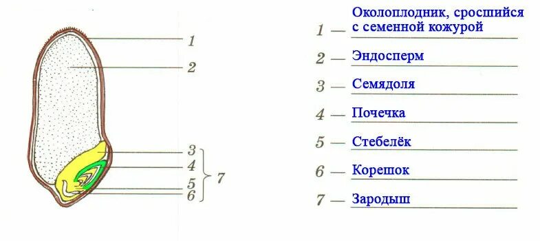 Рассмотрите рисунок семени какая структура. Строение семян однодольных растений Зерновка пшеницы. Строение зерновки пшеницы строение семян однодольных растений. Строение зерновки пшеницы 6 класс биология. Строение однодольного семени пшеницы.