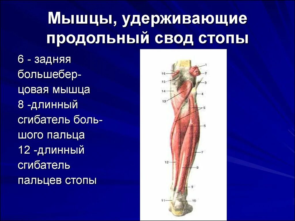 Продольный поперечный свод. Мышцы удерживающие поперечный свод стопы. Мышцы удерживающие своды стопы. Продольный свод стопы мышцы. Мышцы укрепляющие своды стопы.