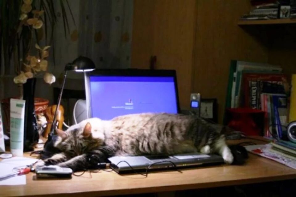 Котик с компьютером. Кот и компьютер. Коты за компом.