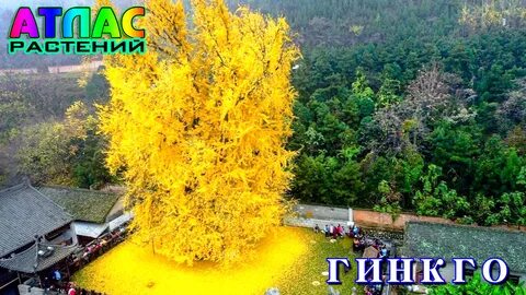Китайское дерево люсу