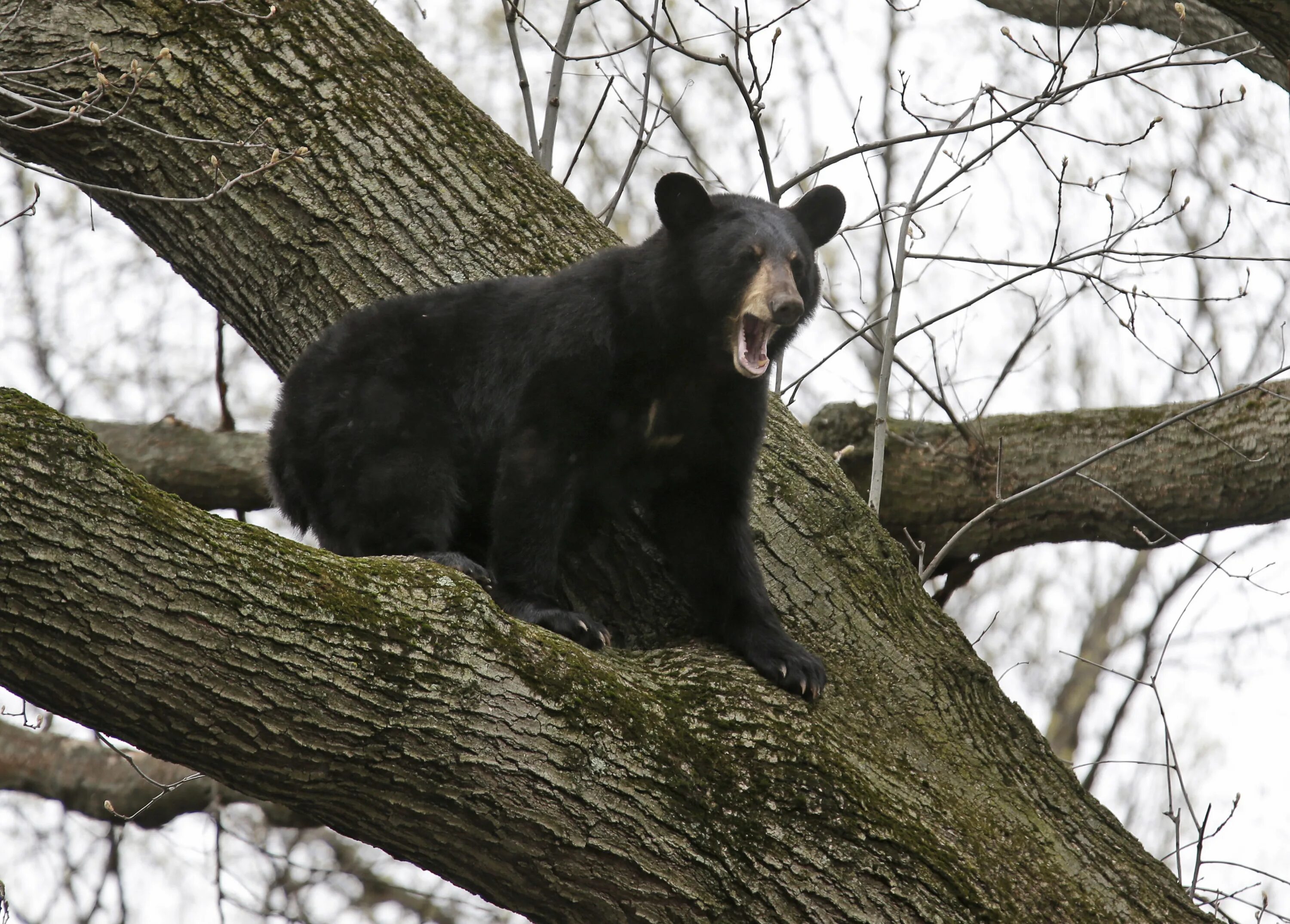 Медведь барибал умеет лазить по деревьям. Гималайский медведь в дупле. Вольера Гималайский медведь. Азиатский черный медведь сидит на дереве в зоопарке. Гималайский медведь рычит.