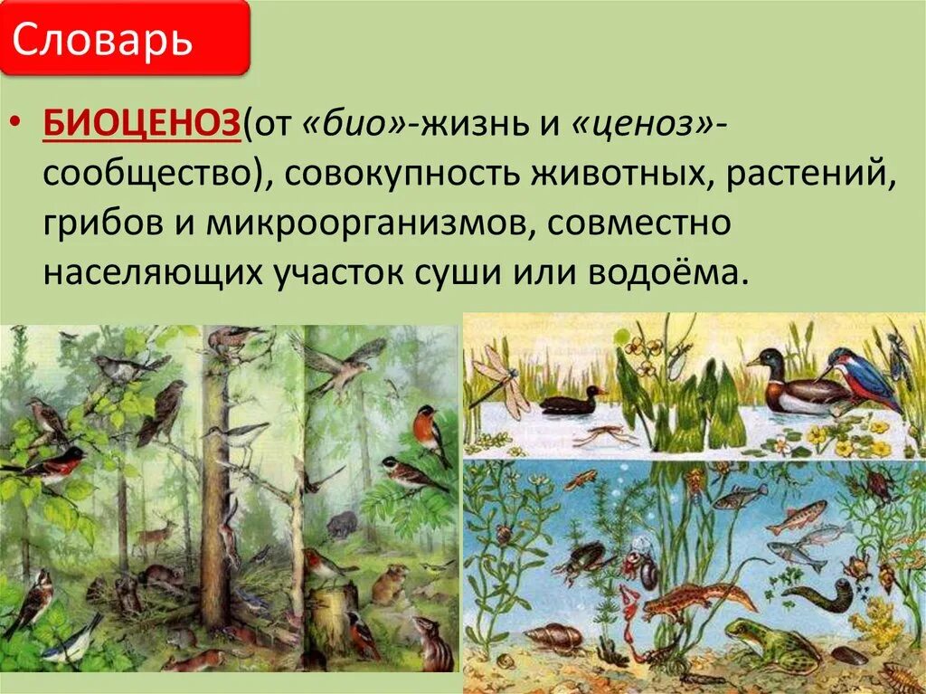 Природное сообщество биоценоз. Природное сообщество и экосистема. Природное сообщество биогеоценоз. Рисунок на тему природное сообщество. Примеры видов которые являются средообразовательными природных сообществ