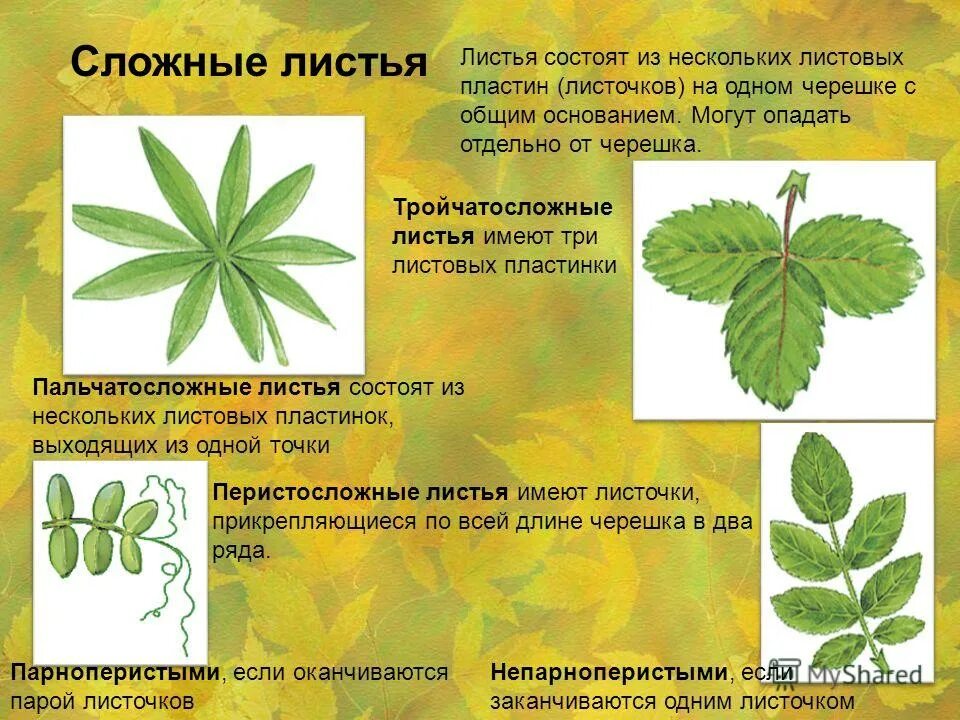 Простые листья могут быть. Тройчатосложный черешковый лист. Сложные листья тройчатосложные. Простые и сложные листья. Характеристика сложных листьев.