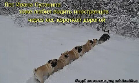 Веди нас сусанин веди нас герой идите