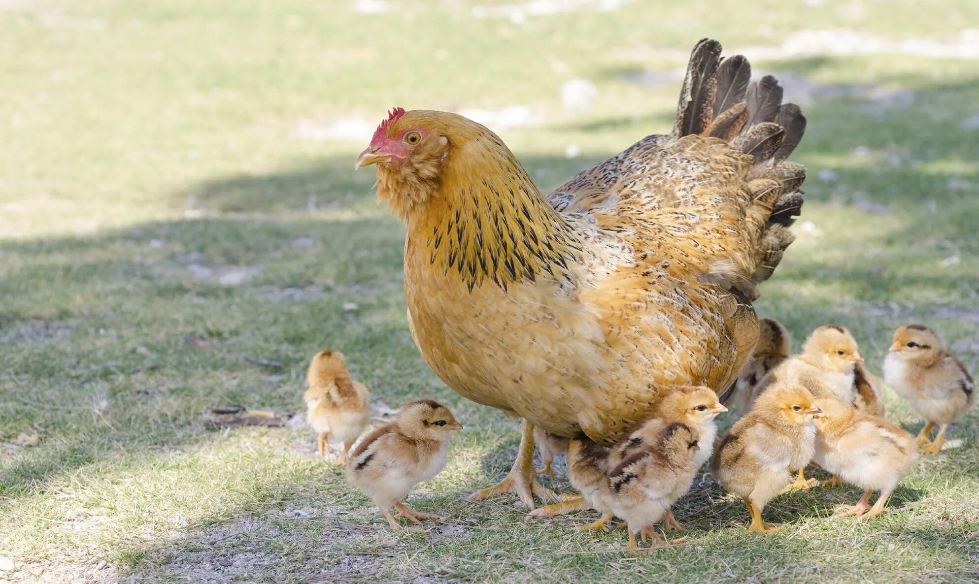 Какие есть курочки. Курица породы Фокси Чик. Цыплята Фокси Чик фото. Курица с цыплятами. Курочка с цыплятами.