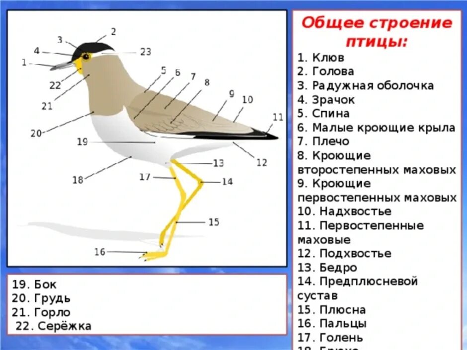 Тест по биологии 7 класс строение птиц. Внешнее и внутреннее строение птиц 7 класс биология. Внешнее и внутреннее строение птицы биология 7. Внутреннее строение птицы биология 7 класс. Внешнее строение птицы биология 8 класс.