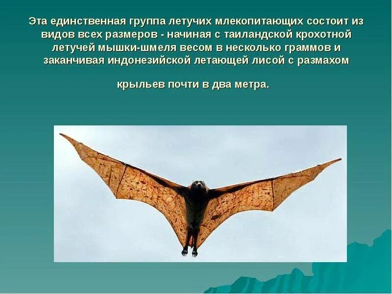 Млекопитающее с большим размахом крыльев. Летучая мышь размах крыльев. летающие млекопитающие. летающие представители. строение крыла летучей мыши.