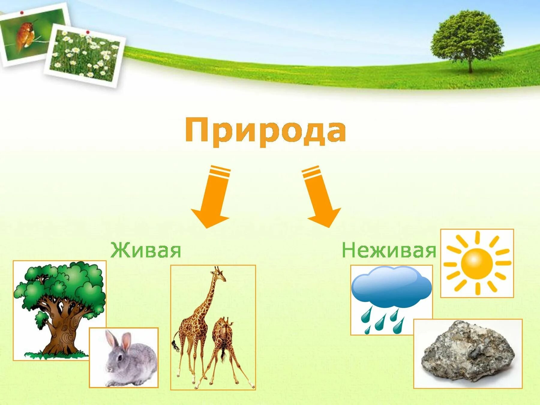 Примеры живых объектов. Живая и неживая природа. Живая и неживая приролд. Живая и нев Живая природа. Живая и не жтвая природа.