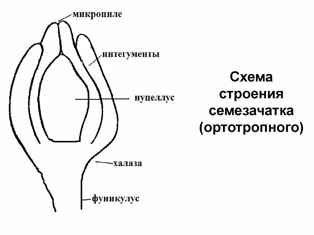 Каковы функции семязачатка. Строение семязачатка. Семязачаток схема строения. Строение семяпочки. Нуцеллус и интегумент.