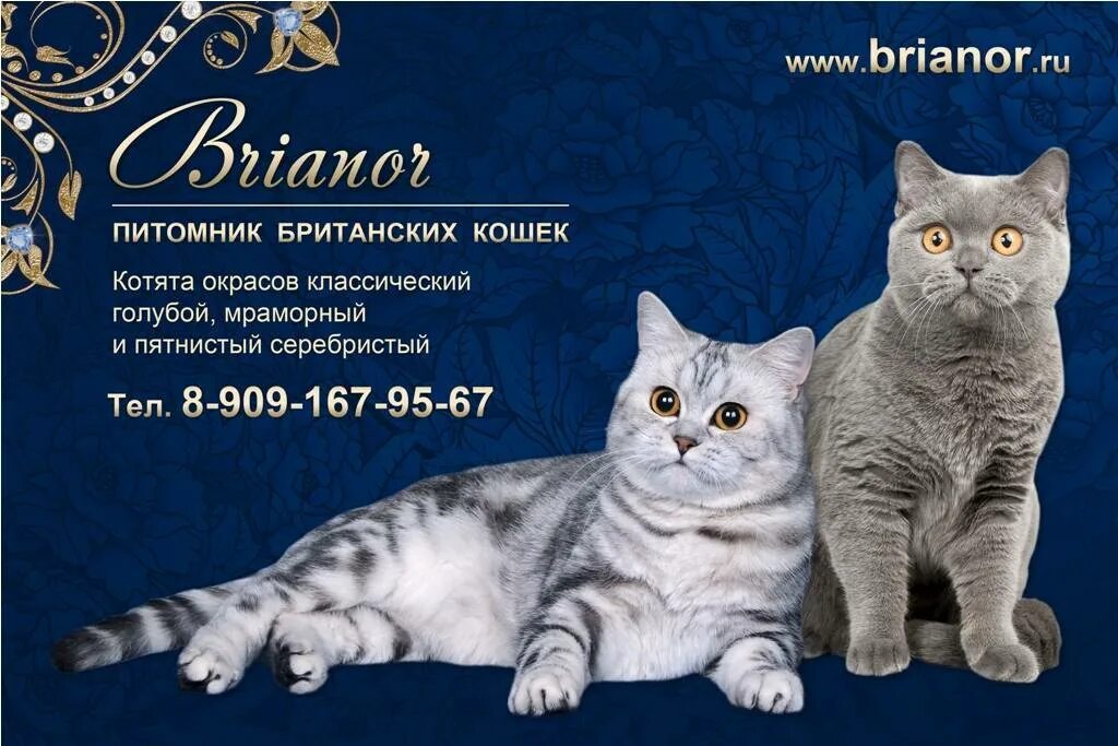 Котята. Питомник кошек отзывы. Питомник кошек. Невская маскарадная кошка. Сибирская маскарадная кошка.