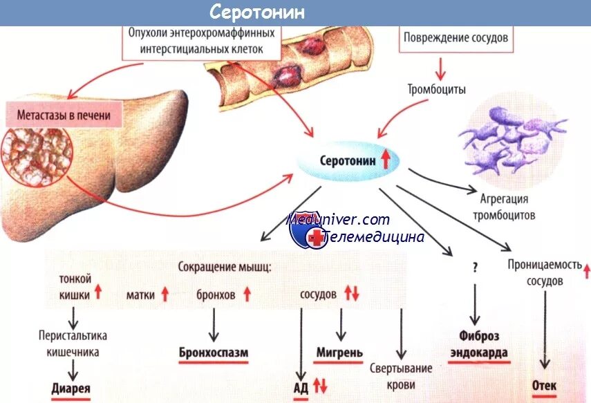 Серотонин воспаление. Серотонин сосуды. Медиаторы воспаления гистамин серотонин. Факторы свертывания тромбоцитов. Серотонин сосуды.