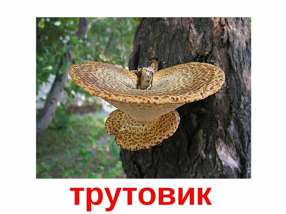 Гифы трутовика произрастают в древесине деревьев