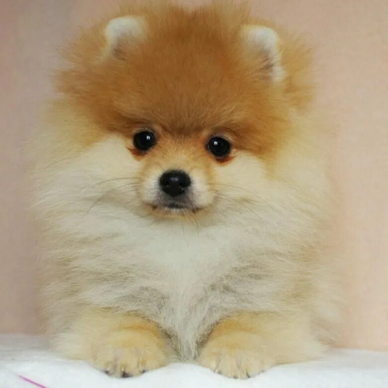 какая сумма будет 10 процентов. 15 от 100000 рублей это сколько. кредит под 5 процентов годовых. 15 от 100000 рублей это сколько. 6 процентов годовых.