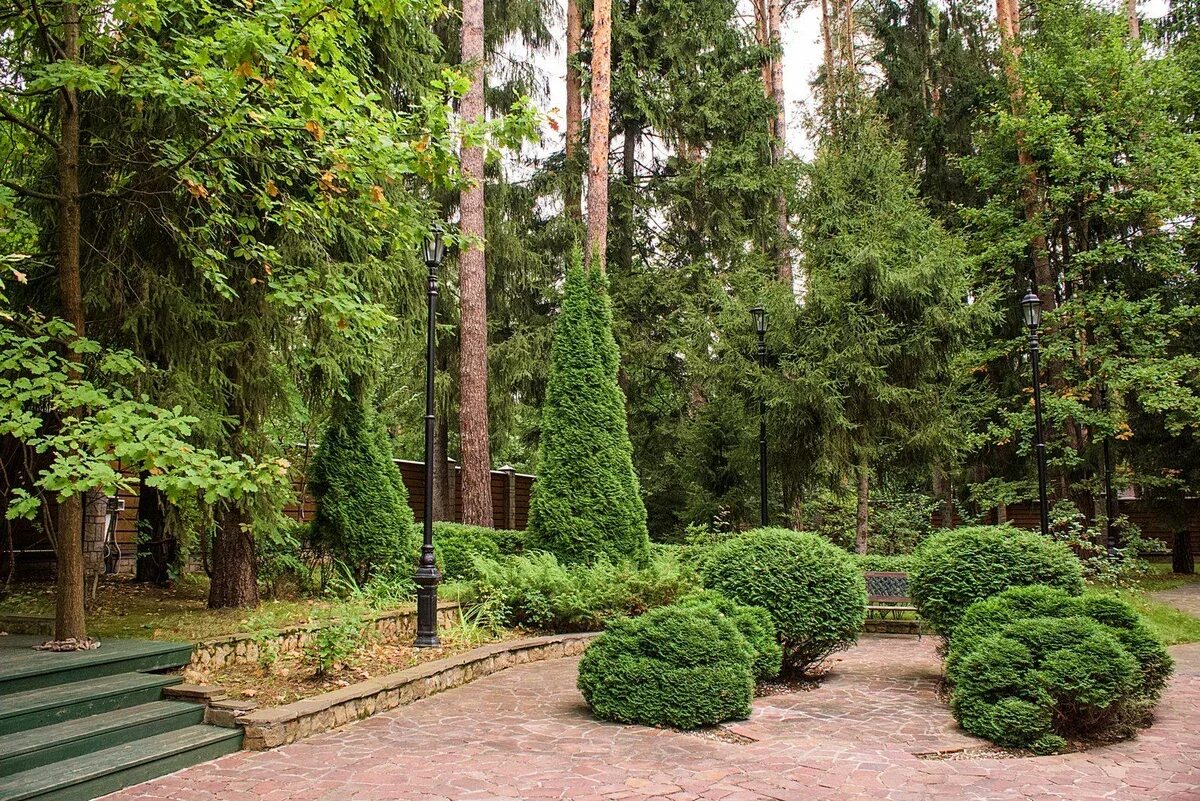 Парке пахнет хвойной тишиной. Хвойники в Лесном ландшафте. Туя Западная Дендрарий. Конифер Колорадо. Арборетум хвойный.