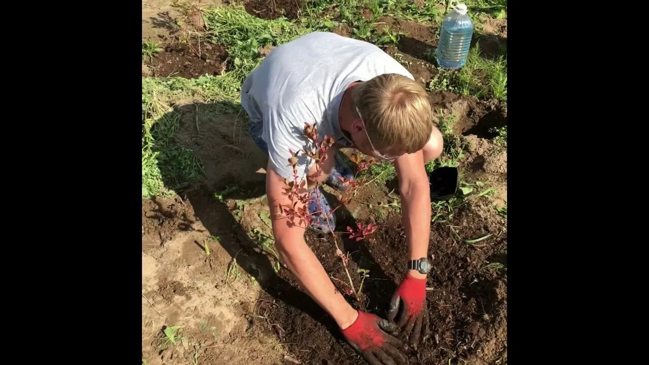 Посадка голубики. Посадка голубики на дачном участке. Посадочная яма для голубики садовой. Голубика сажаем правильно.