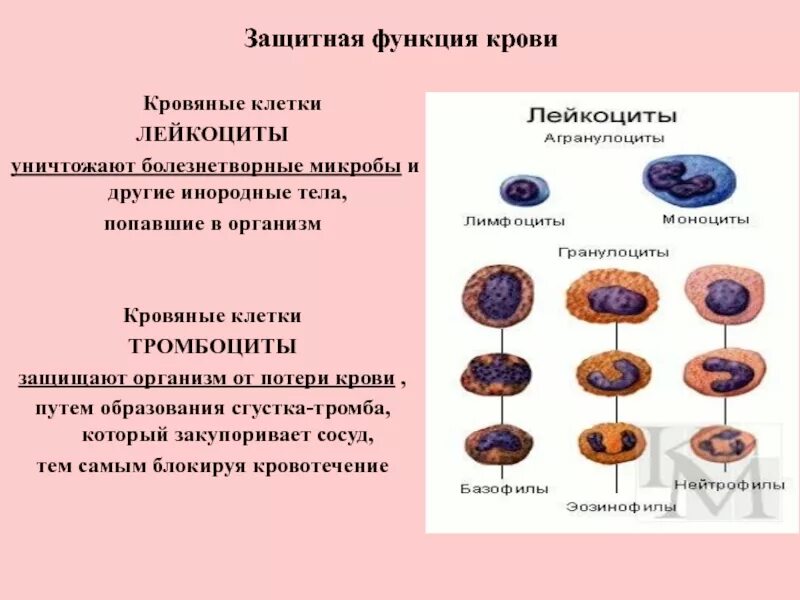 Какими клетками уничтожаются бактерии попавшие в организм