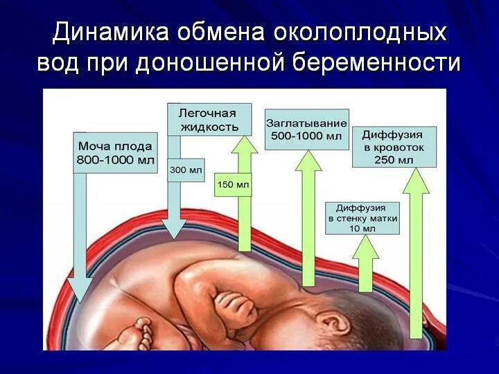 Сколько вод при беременности. Амниотическая жидкость это околоплодные воды. Формирование околоплодных вод. Объем околоплодных вод.