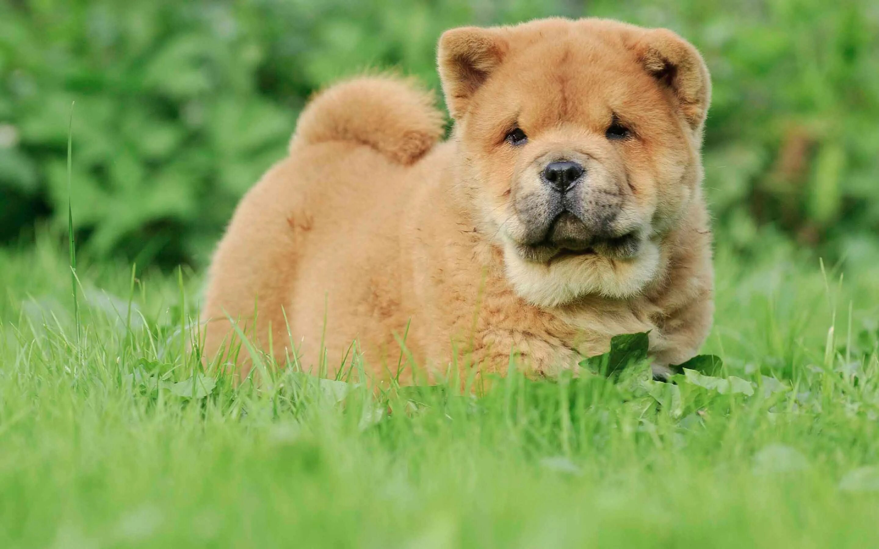 чау-чау собака. порода чао чао. щенки чао чао. Chow. Chow.