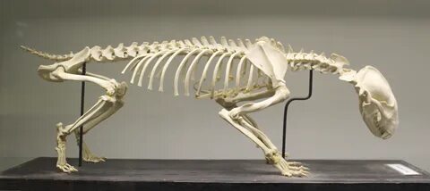 Мощные кости