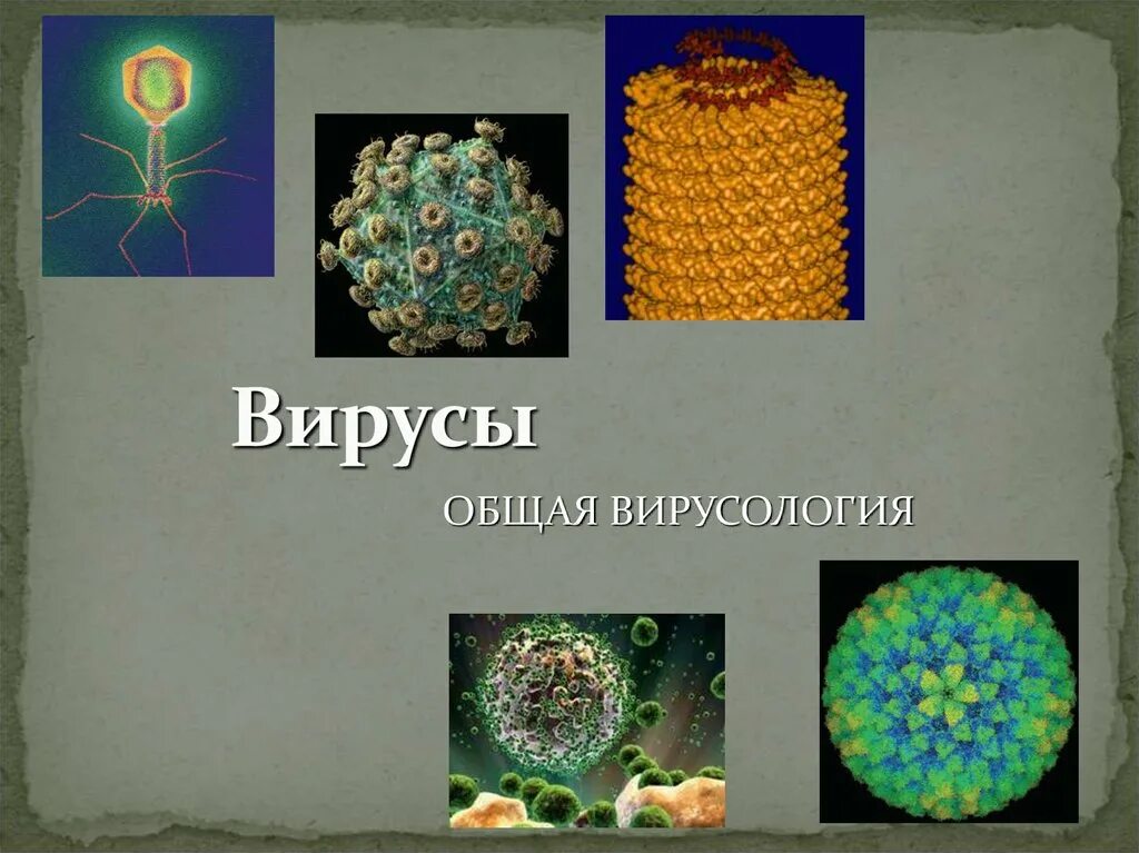 Вирусы основная информация. Вирусология. Вирусология вирусы. Общая вирусология. Наука о вирусах.