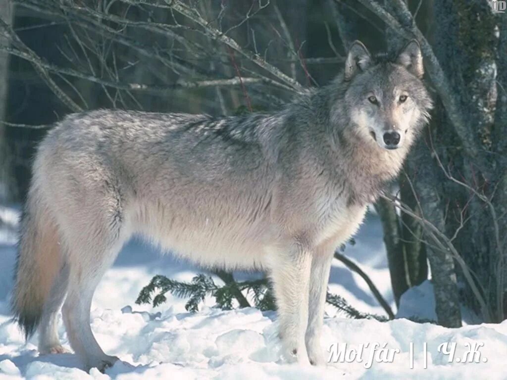 Тундровый волк. Canis Lupus Linnaeus. Волк серый. Волк для детей.