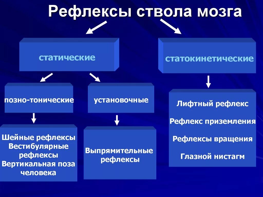 Классификация двигательных рефлексов ствола мозга. Рефлексы ствола мозга физиология. Тонические рефлексы ствола мозга физиология. Статокинетические рефлексы ствола мозга.