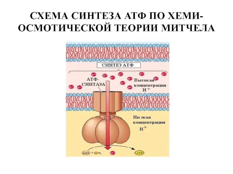 Необходима для синтеза атф. Синтез АТФ. Синтез АТФ схема. Схема синтеза. Схема синтеза Лттф из УМФ.