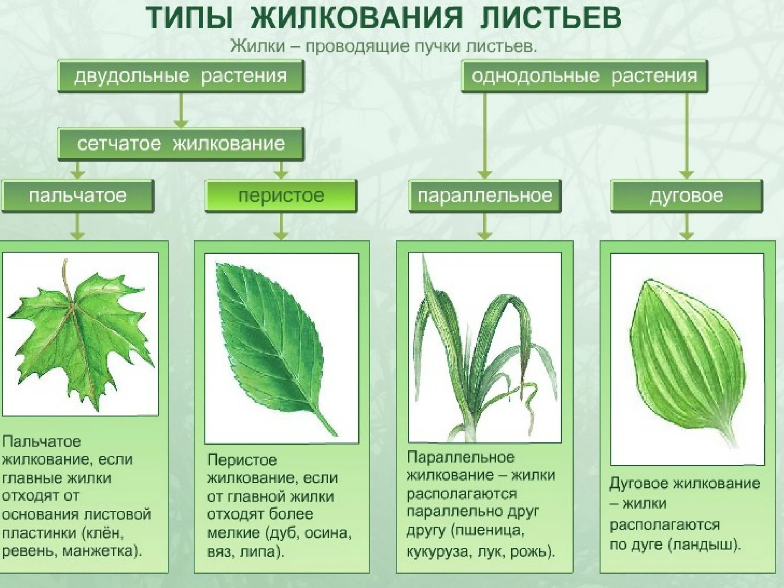 Типы жилкования листа. Типы жилкования листьев. Перистое и пальчатое жилкование. Биология типы жилкования листа,. Признаки описывающие рост растения