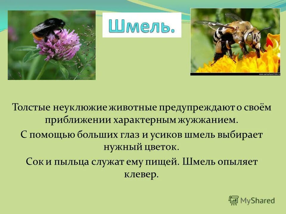 Шмелиное жужжание заменить на управление. Шмель информация для детей. Сообщение о Шмеле. Информация о шмелях. Краткая информация о шмелях.