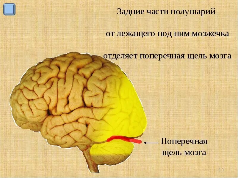 Мозжечок поперечная щель большого мозга. Продольная щель большого мозга. Поперечная щель большого мозга анатомия. Щель отделяющая конечный мозг и мозжечок.