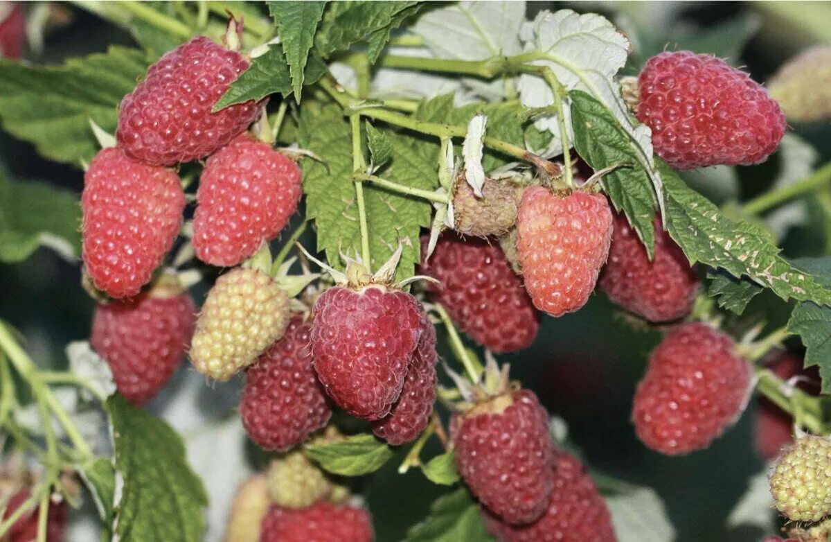 алыча алая заря. яблоня колонновидная останкино. описание сорта ала. описание сорта ала. виноград антей магарачский.