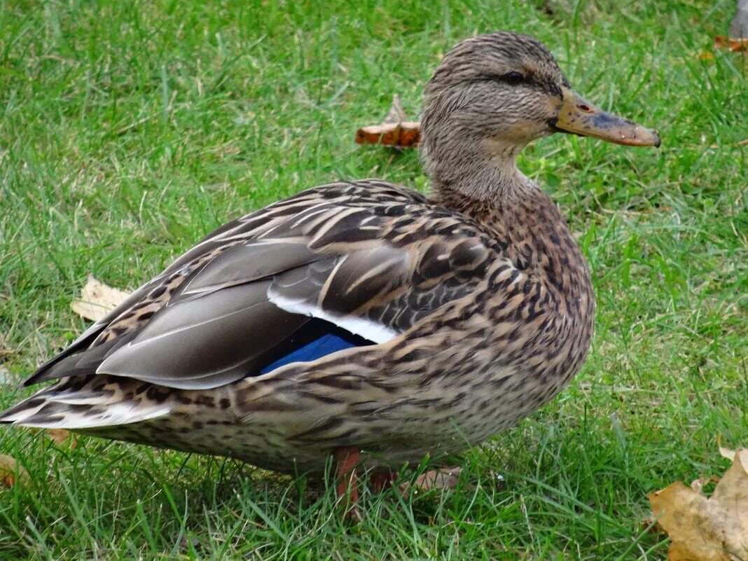 шагающая утка. утки 2024. утки 2024. тысячи резиновых уточек. утки 2024.