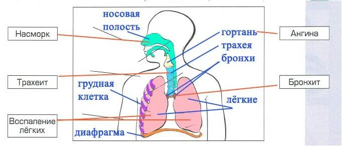 Дыхательная система человека схема 4 класс. Схема дыхательной системы человека 3 класс окружающий мир. Органы дыхательной системы 4 класс окружающий мир. Дыхательная система человека схема 8 класс.