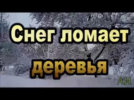 Снег ломает деревья