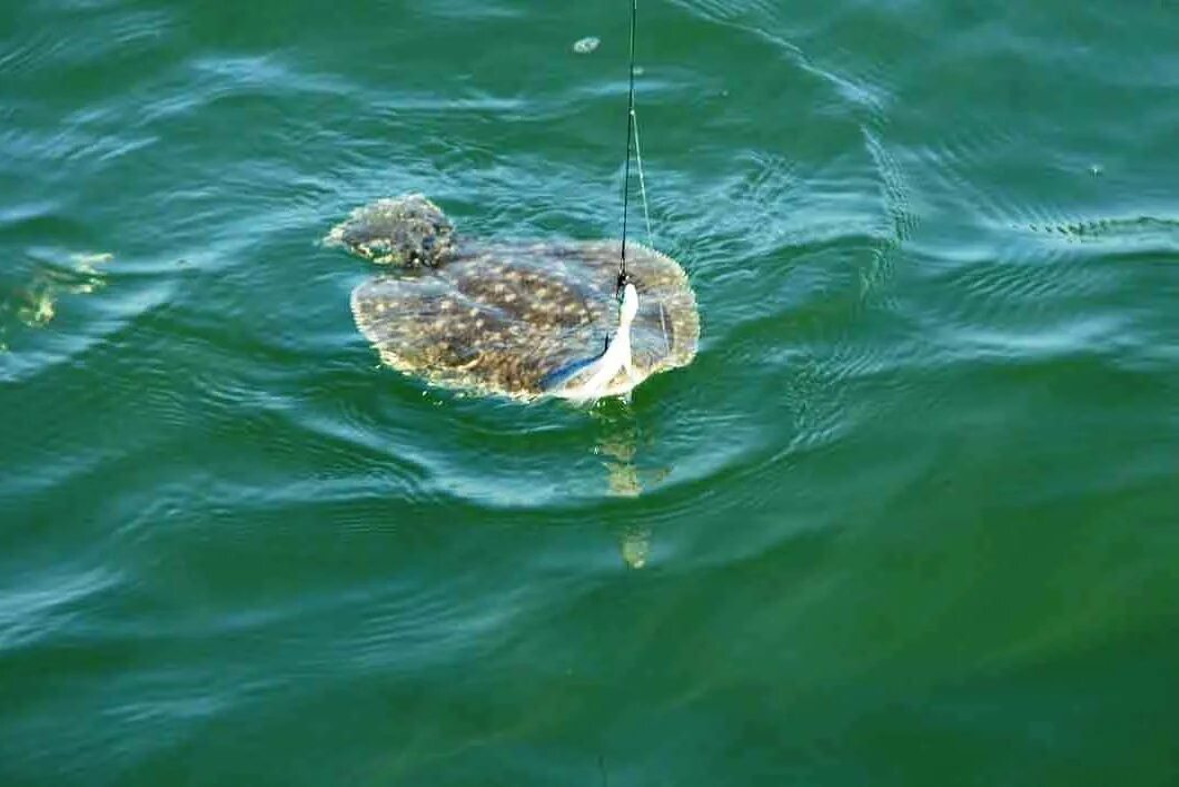 Камбала глосса в Азовском море. Камбала Черноморская. Камбала в черном море в Крыму. Калкан рыба Азовского моря.