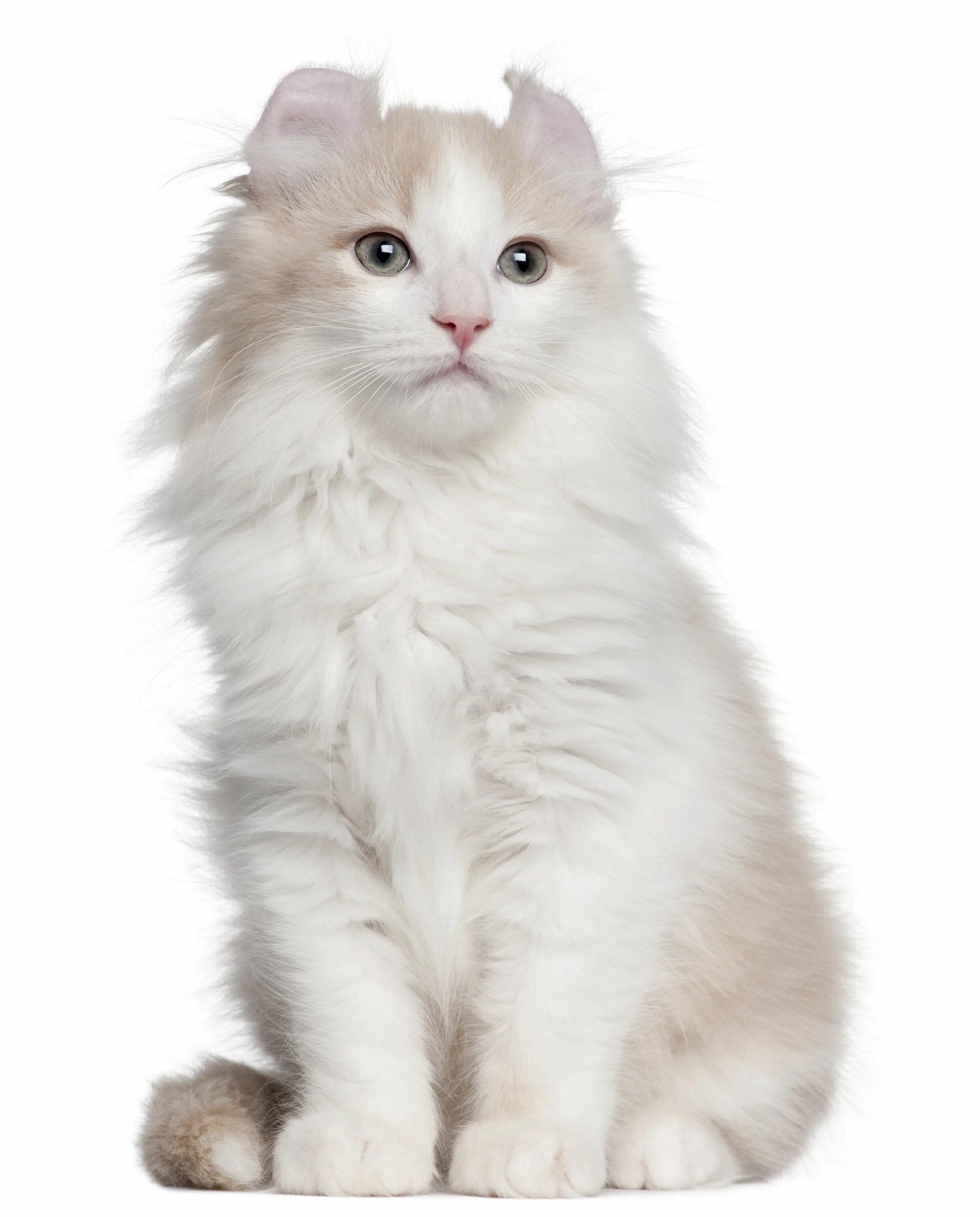 Curl cat